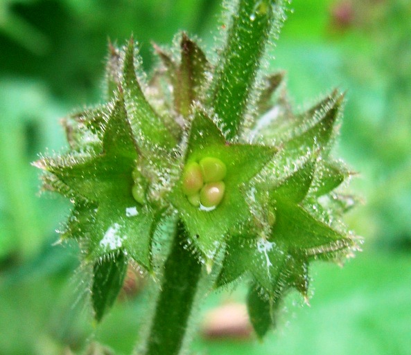 Stachys sylvatica